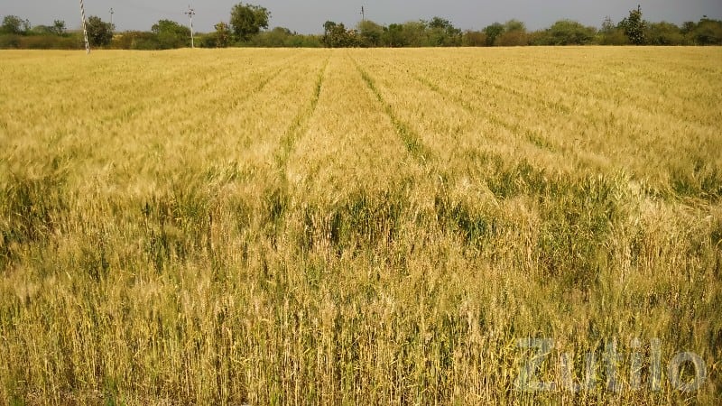 Fertile Agriculture Land for Sale Fertile Agriculture Land for Sale