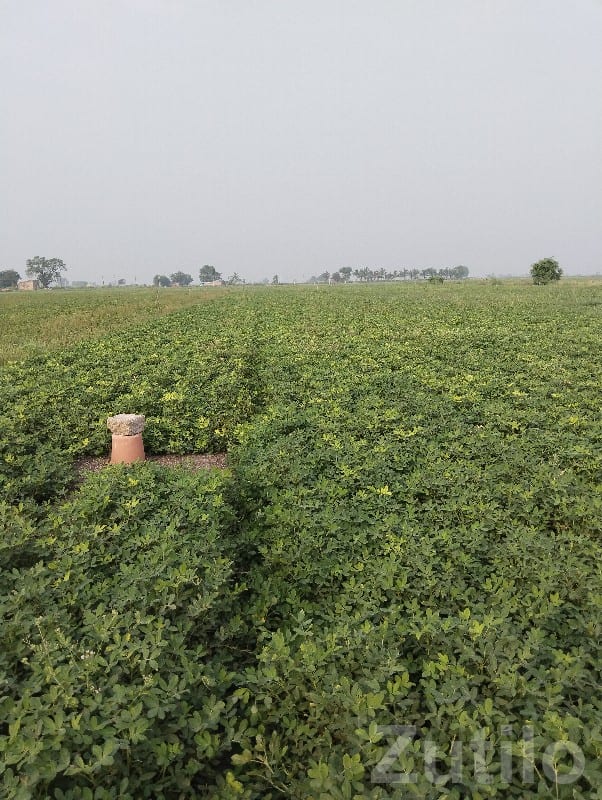 5 Vigha Fertile Green Farmland Plot - Land & Plots - Manavadar - Image 3