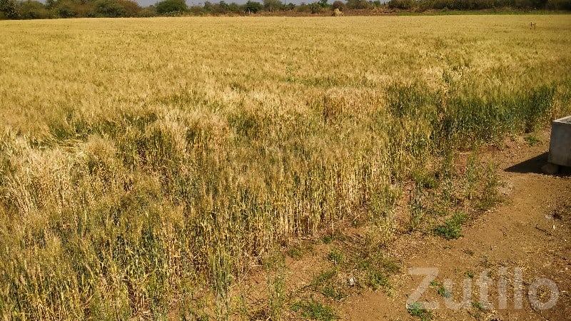 Fertile Agriculture Land for Sale - Land & Plots - Visavadar - Image 2