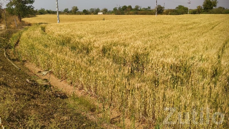 Fertile Agriculture Land for Sale - Land & Plots - Visavadar - Image 3