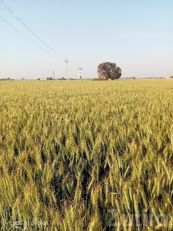 Fertile Agricultural Land in Bhanvad