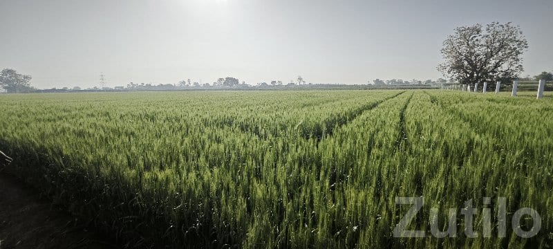 Fertile Agricultural Land for Sale