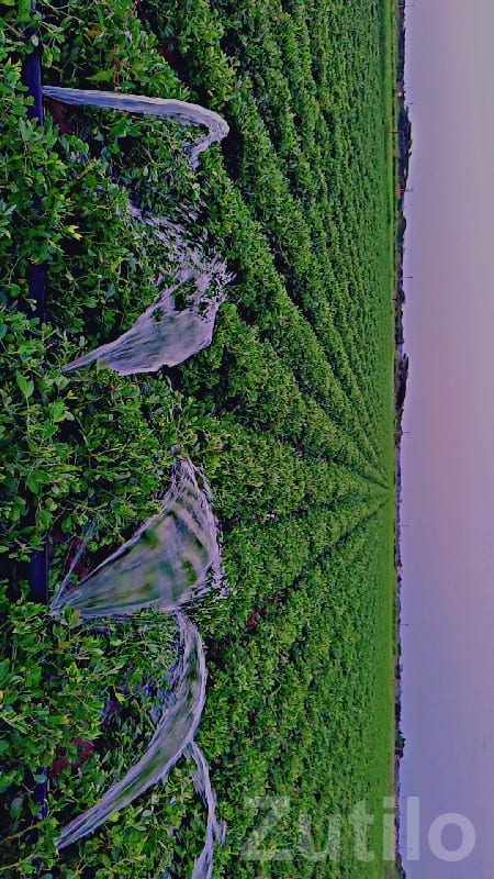 Fertile Agriculture Land in Bhanvad - Land & Plots - Bhanvad - Image 3