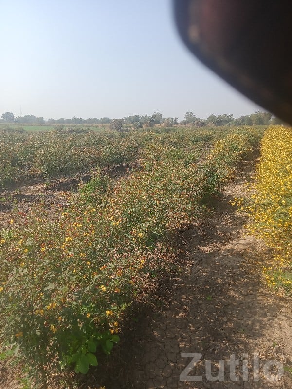 4 Vigha Fertile Agricultural Land Plot 4 Vigha Fertile Agricultural Land Plot