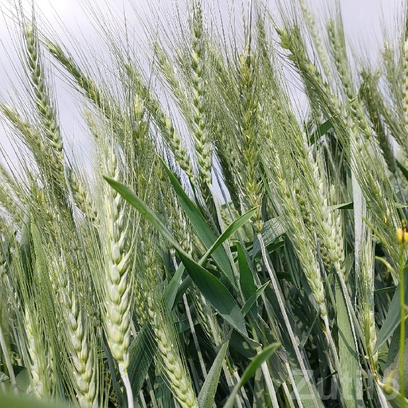 Fertile Agricultural Farmland for Lease Fertile Agricultural Farmland for Lease