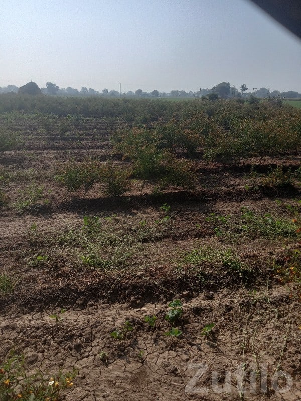 4 Vigha Fertile Agricultural Land Plot - જમીન અને પ્લોટ - માણાવદર - Image 2
