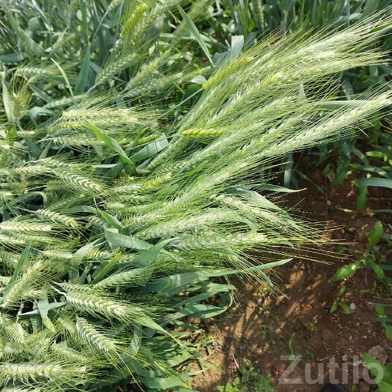Fertile Agricultural Farmland for Lease - Land & Plots - Visavadar - Image 2
