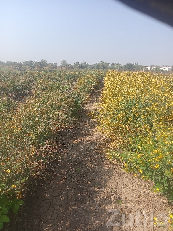 4 Vigha Fertile Agricultural Land Plot - જમીન અને પ્લોટ - માણાવદર - Image 3