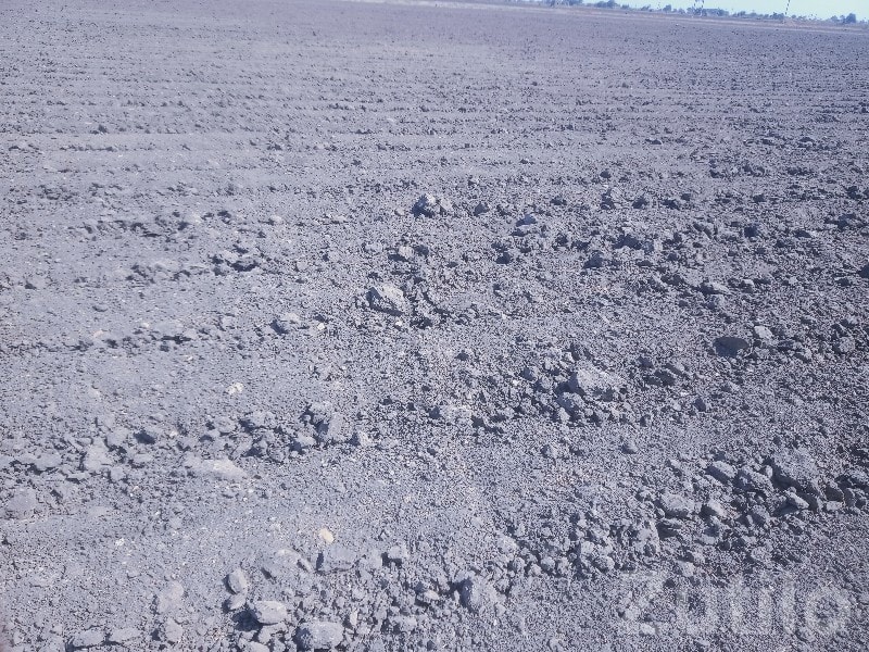 Fertile Agricultural Land in Kutiyana - જમીન અને પ્લોટ - કુટિયાણા - Image 2