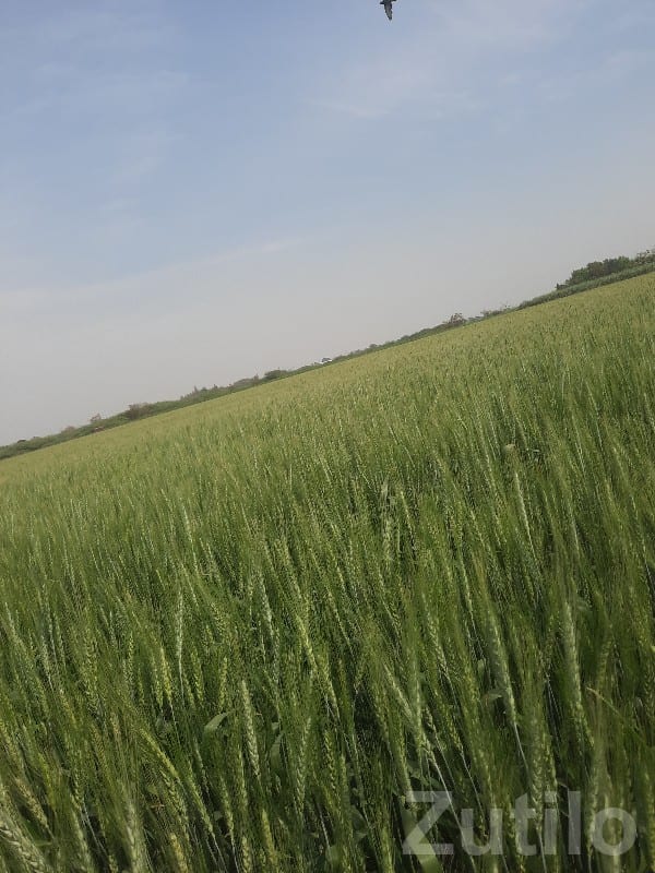 Fertile Agricultural Land in Jamjodhpur