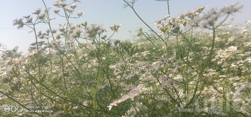 Fertile Agricultural Land in Keshod Fertile Agricultural Land in Keshod