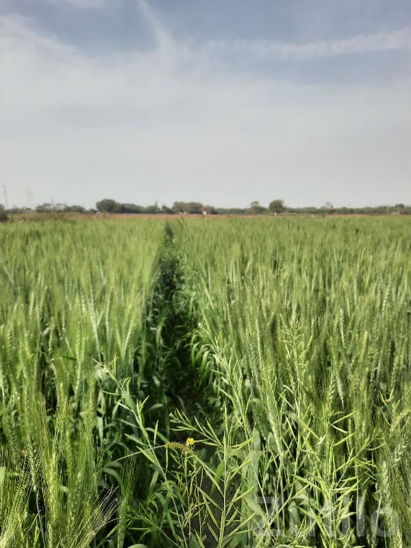 Fertile Agricultural Land in Jamjodhpur - Land & Plots - Jamjodhpur - Image 2