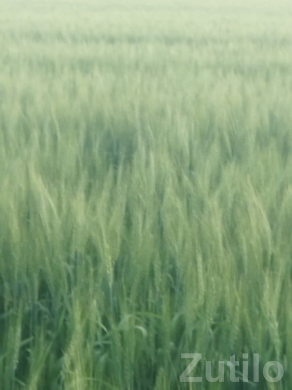 Fertile Green Farmland Plot in Keshod Fertile Green Farmland Plot in Keshod