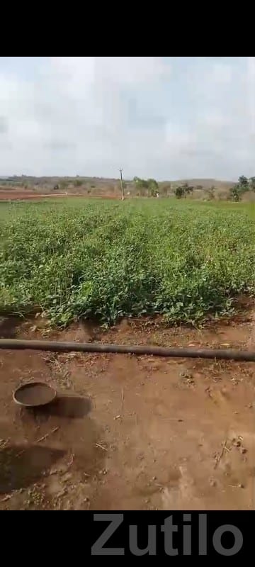 Fertile Agriculture Land in Visavadar Fertile Agriculture Land in Visavadar