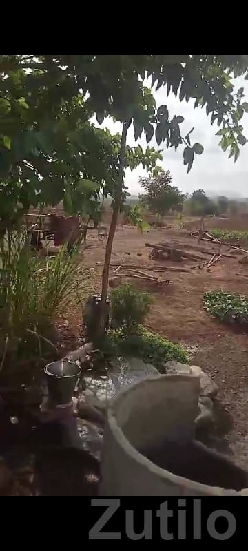 Fertile Agriculture Land in Visavadar - Land & Plots - Visavadar - Image 2
