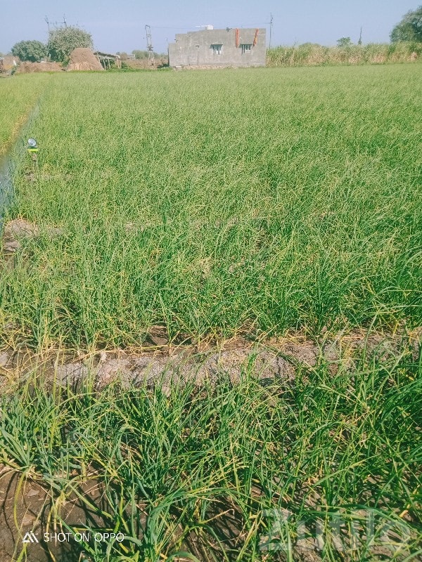 Upleta 10.9 Vigha Fertile Farm Land - Land & Plots - Upleta - Image 2