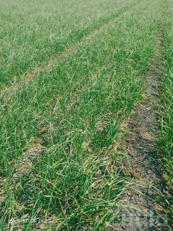 Upleta 10.9 Vigha Fertile Farm Land - Land & Plots - Upleta - Image 3