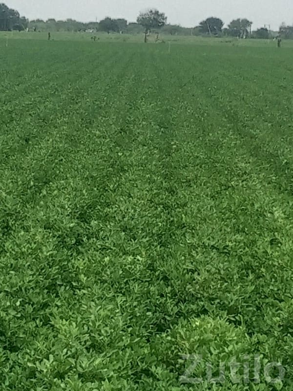 Jamjodhpur Fertile Irrigated Farm Land