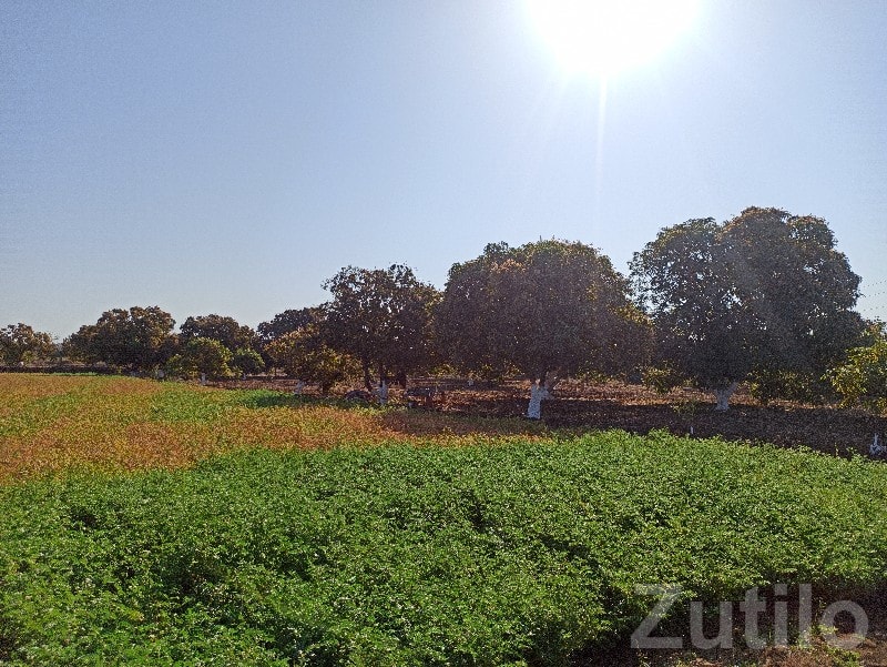 Fertile Agricultural Land in Visavadar - Land & Plots - Visavadar - Image 2