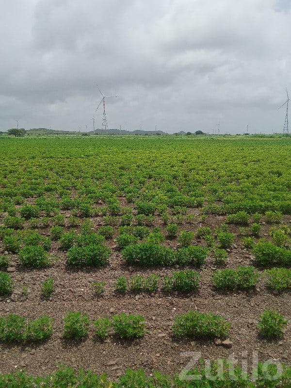 Jamjodhpur Fertile Irrigated Farm Land - Land & Plots - Jamjodhpur - Image 2