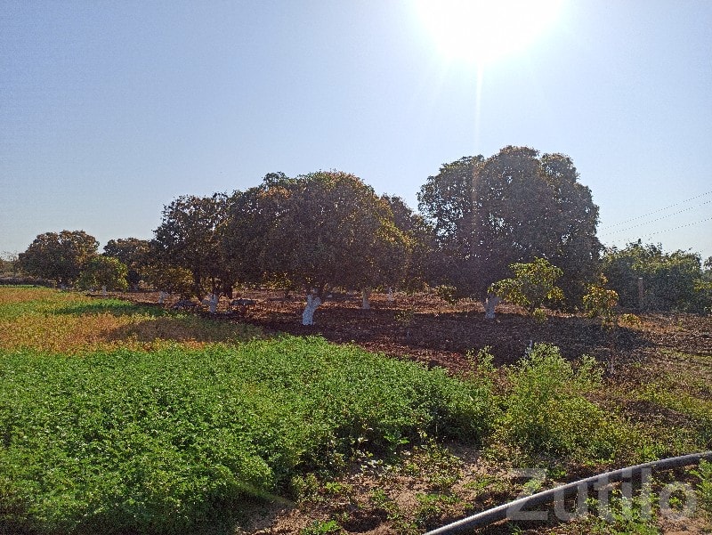 Fertile Agricultural Land in Visavadar - Land & Plots - Visavadar - Image 3