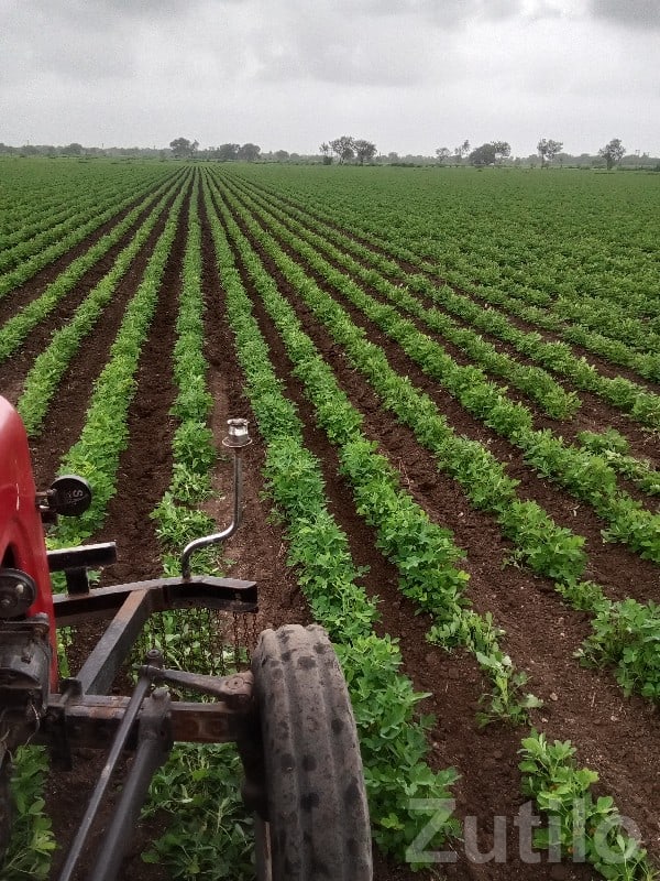 Jamjodhpur Fertile Irrigated Farm Land - Land & Plots - Jamjodhpur - Image 3