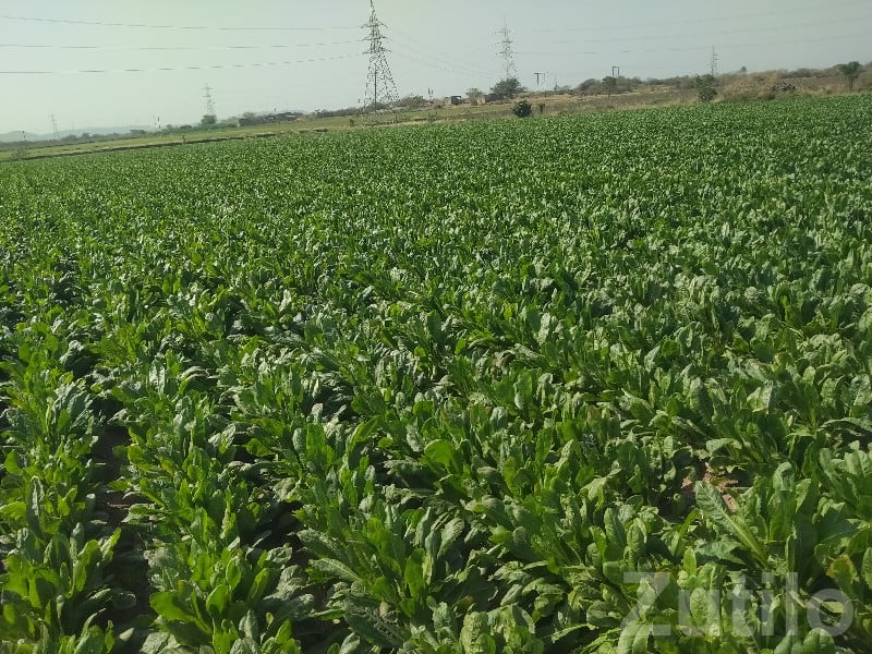 Lalpur Road-Touch Fertile Farm Land