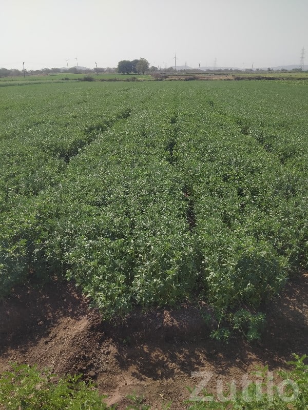 Lalpur Road-Touch Fertile Farm Land - Land & Plots - Lalpur - Image 2