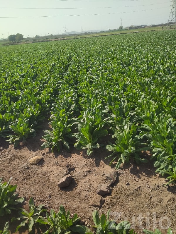 Lalpur Road-Touch Fertile Farm Land - Land & Plots - Lalpur - Image 3