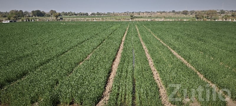 Fertile Agricultural Land for Sale Rajkot