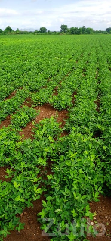 23.5 Vigha Agriculture Land Upleta - Land & Plots - Upleta - Image 2