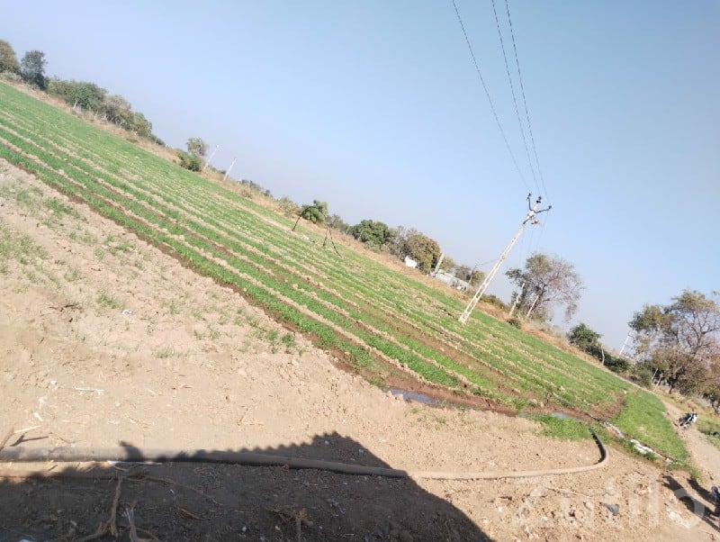Irrigated Agricultural Land for Sale - Land & Plots - Dhari - Image 3
