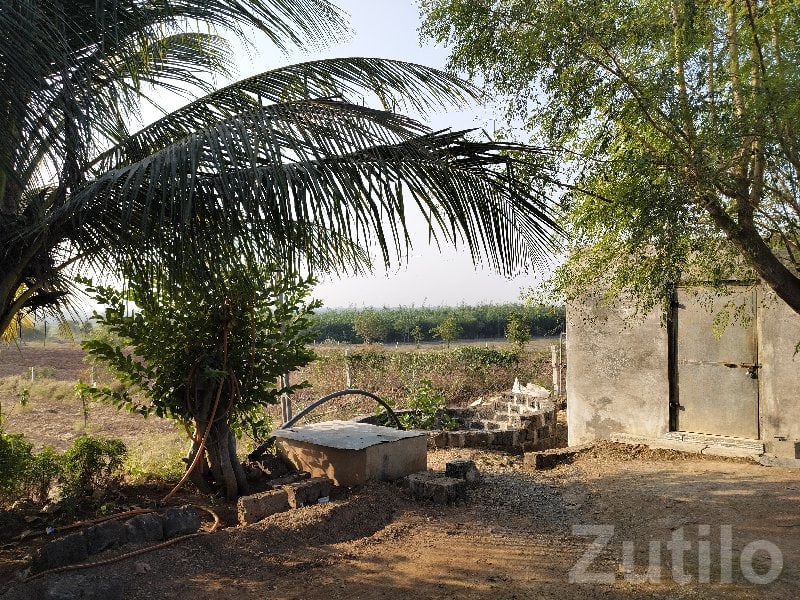 Mango Orchard Agriculture Plot in Keshod - Land & Plots - Keshod - Image 2