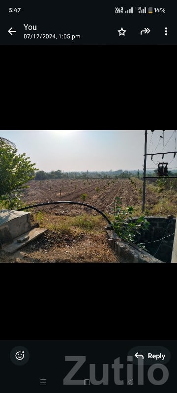 Mango Orchard Agriculture Plot in Keshod - Land & Plots - Keshod - Image 3