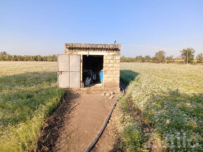 10 Vigha Fertile Flower Farm Land Talala - Land & Plots - Talala - Image 2