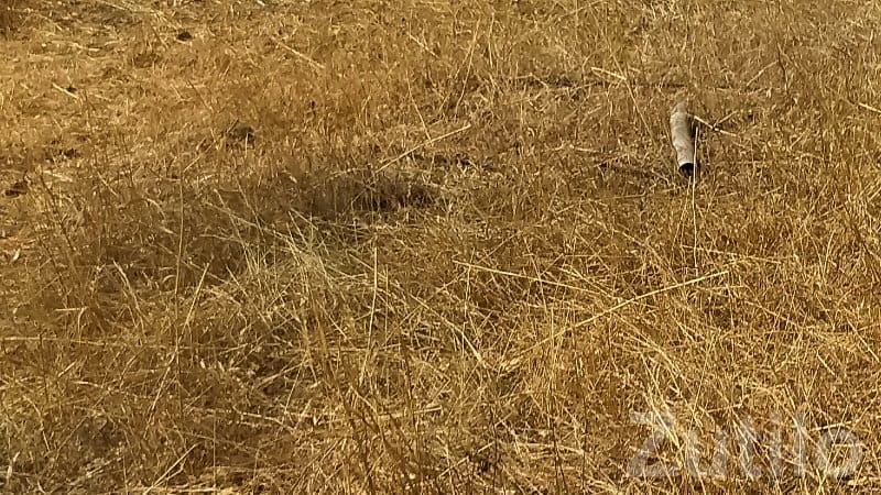 Green Residential Plot for Sale, Visavadar - જમીન અને પ્લોટ - વિસાવદર - Image 2