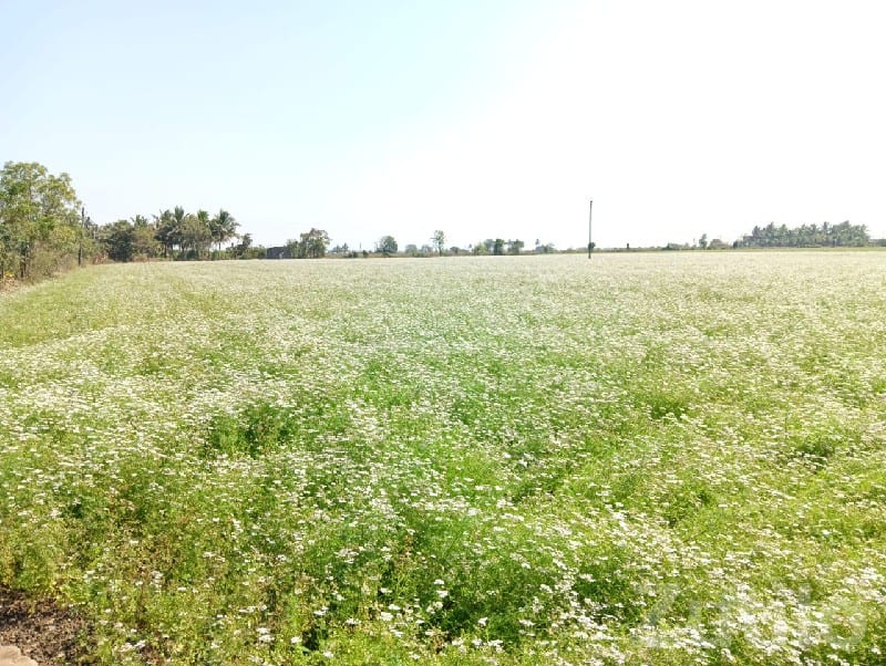 10 Vigha Fertile Flower Farm Land Talala - Land & Plots - Talala - Image 3