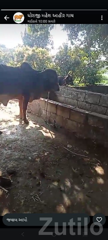 Agricultural Land with Cow Shed, Dhoraji Agricultural Land with Cow Shed, Dhoraji