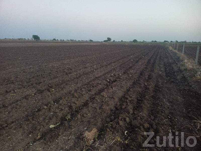Fertile Agricultural Land for Sale, Gondal - Land & Plots - Gondal - Image 2