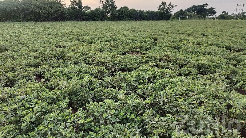 Fertile Agricultural Land for Sale, Dhari Fertile Agricultural Land for Sale, Dhari