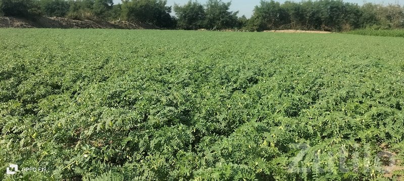 Fertile Green Farmland Plot in Keshod Fertile Green Farmland Plot in Keshod