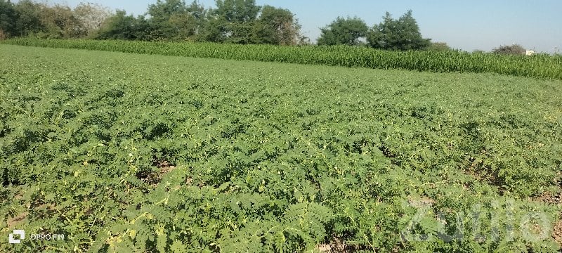 Fertile Green Farmland Plot in Keshod - Land & Plots - Keshod - Image 2