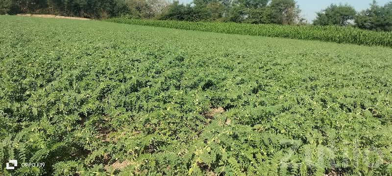 Fertile Green Farmland Plot in Keshod - Land & Plots - Keshod - Image 3