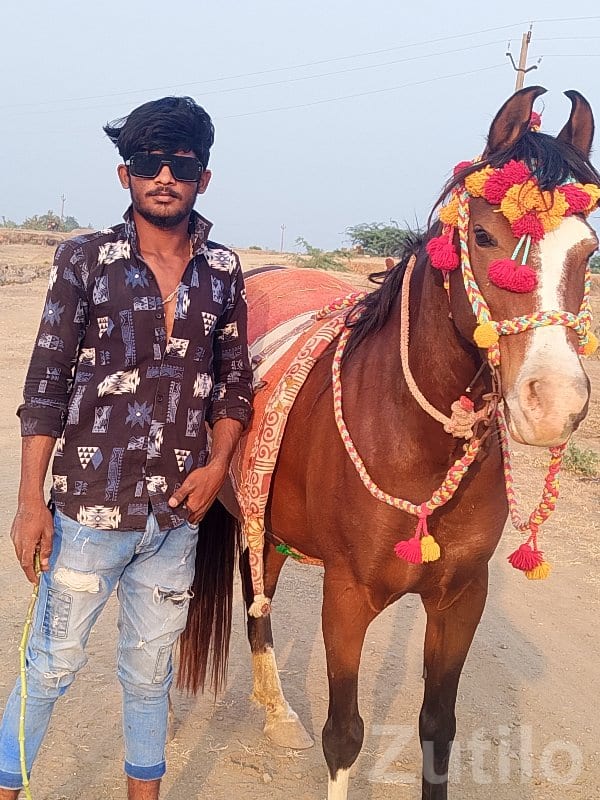 Decorated Riding Horse for Sale - Miscellaneous - Manavadar - Image 2