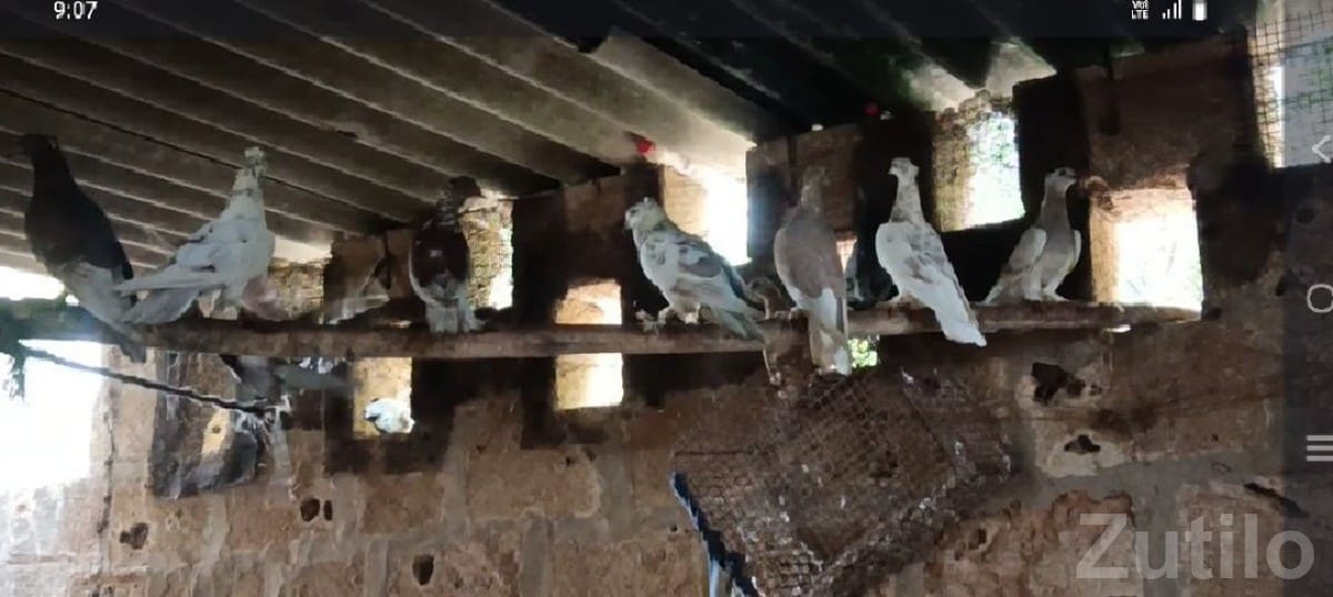 Pigeons and Hen with Cabin for Sale