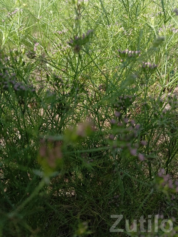 2 Room House / Plot for Sale Khambhalia