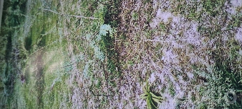Highway Touch Plot for Sale in Una
