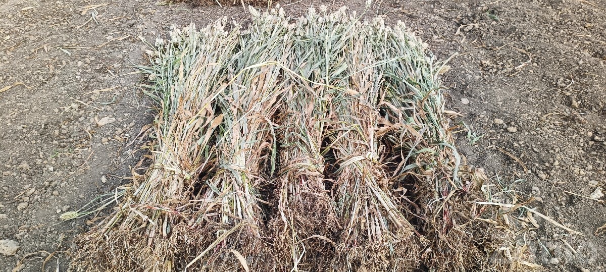 Fresh Jowar Fodder Bundles for Sale