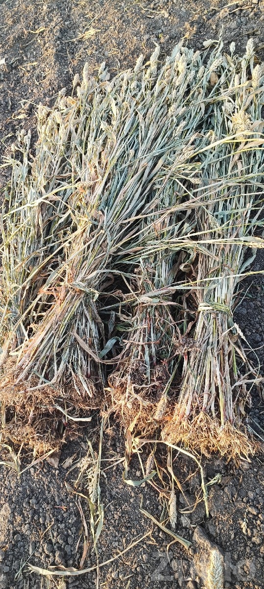 Fresh Jowar Fodder Bundles for Sale - Seeds & Fertilizers - Chhaya - Image 2
