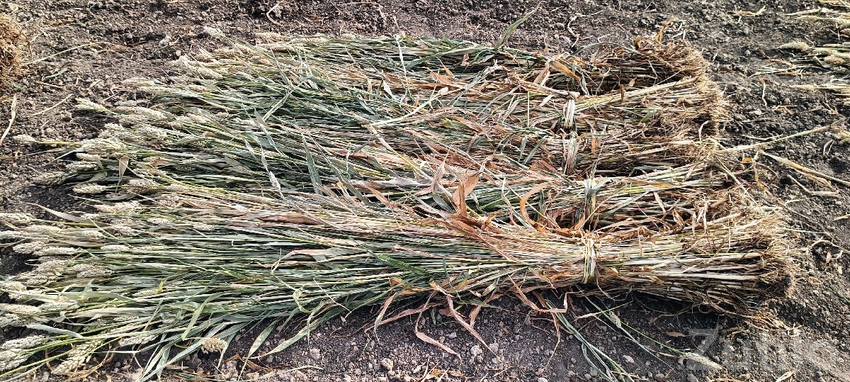 Fresh Jowar Fodder Bundles for Sale - Seeds & Fertilizers - Chhaya - Image 3
